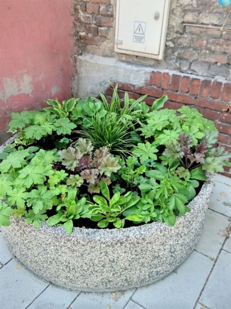 Zdjęcie w galerii na portalu naszraciborz.pl: Zaadoptuj donicę. Drugie życie raciborskiego betonu wiadomości z regionu