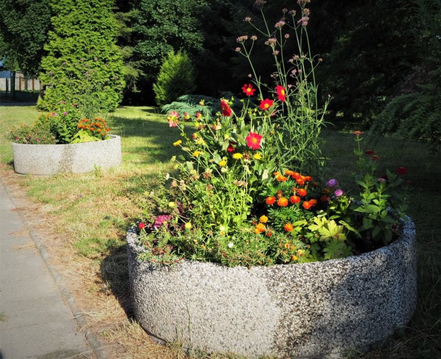 Zdjęcie w galerii na portalu naszraciborz.pl: Zaadoptuj donicę. Drugie życie raciborskiego betonu wiadomości z regionu