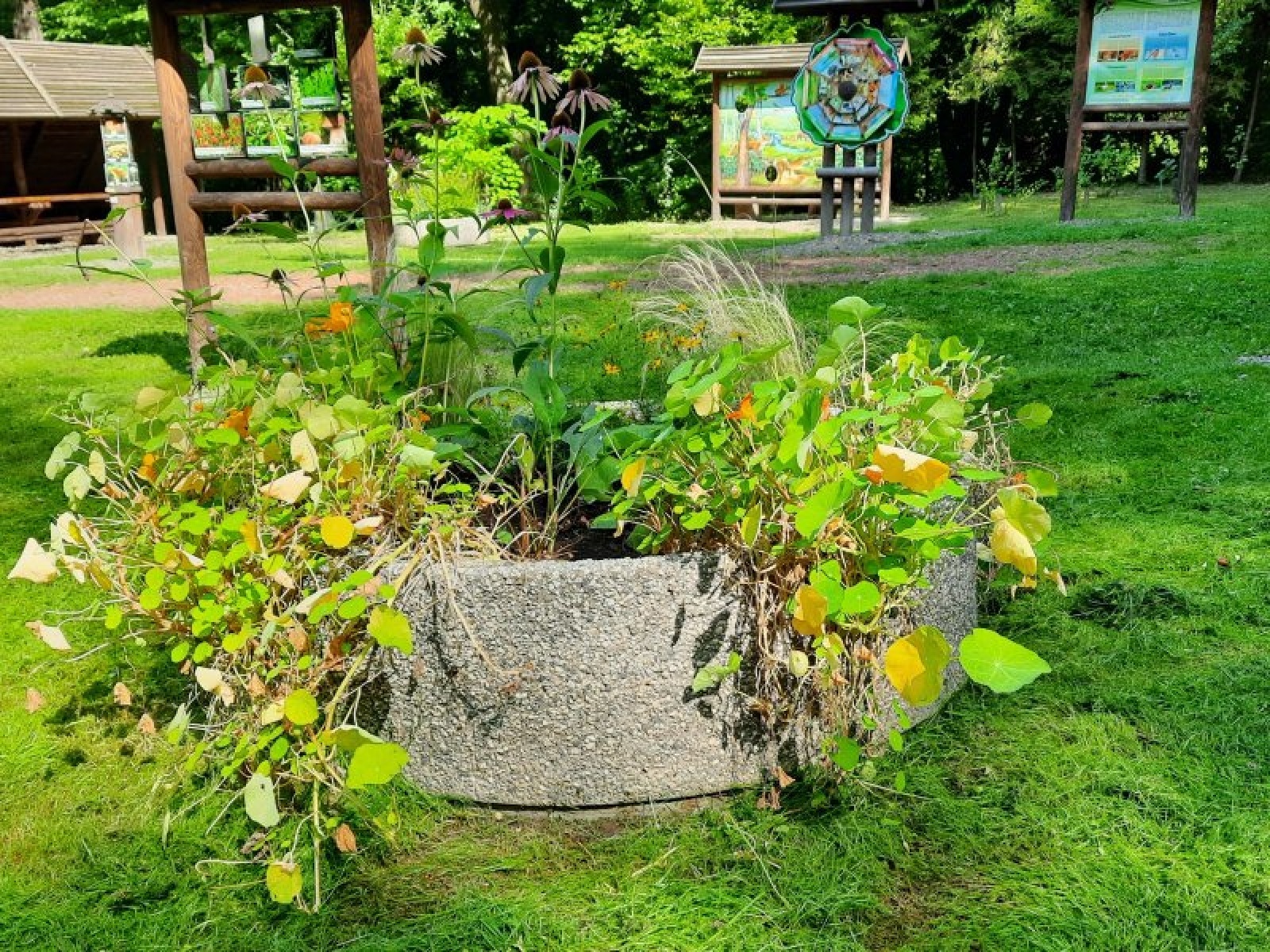 Zdjęcie w galerii na portalu naszraciborz.pl: Zaadoptuj donicę. Drugie życie raciborskiego betonu wiadomości z regionu