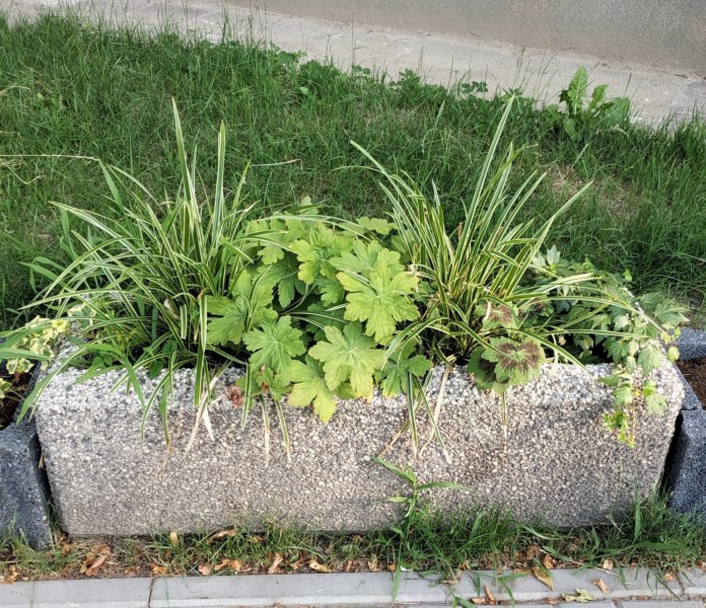 Zdjęcie w galerii na portalu naszraciborz.pl: Zaadoptuj donicę. Drugie życie raciborskiego betonu wiadomości z regionu