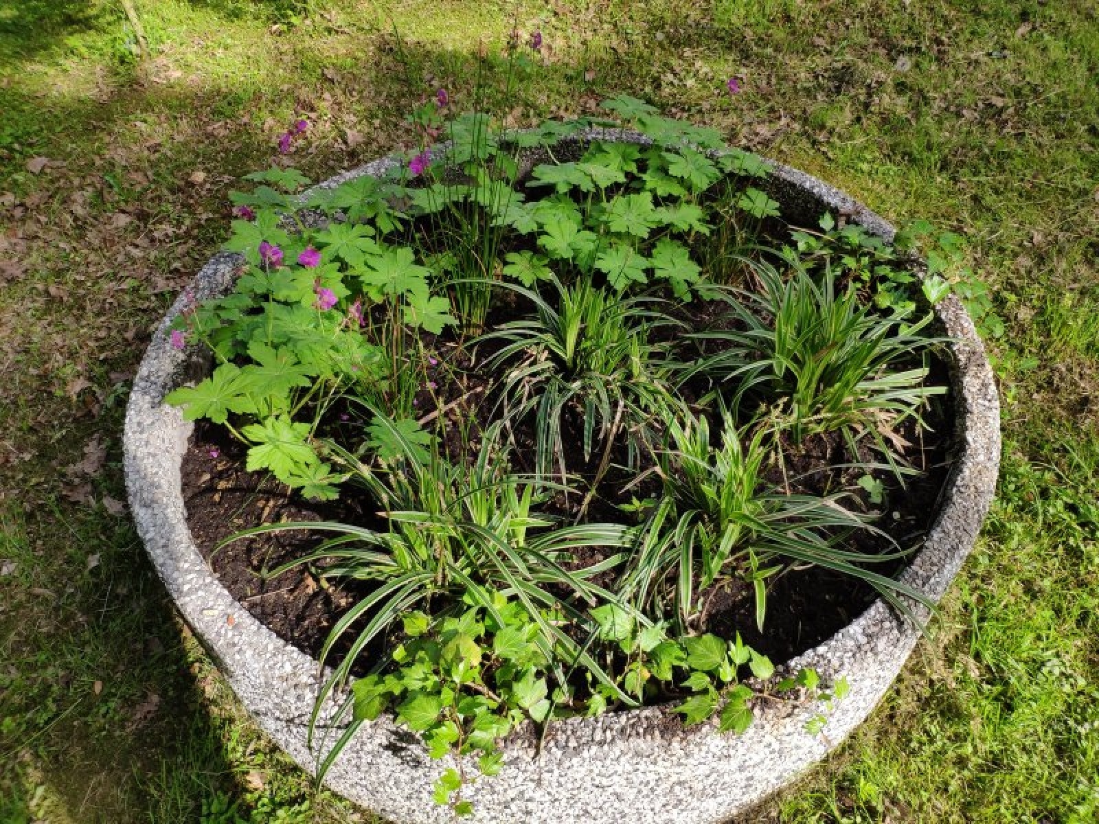 Zdjęcie w galerii na portalu naszraciborz.pl: Zaadoptuj donicę. Drugie życie raciborskiego betonu wiadomości z regionu