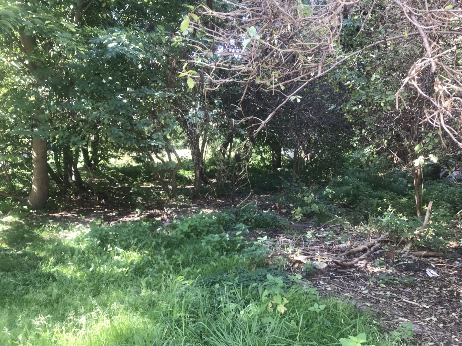 Zdjęcie w galerii na portalu naszraciborz.pl: Racibórz ma takie podwórka. Mieszkańcy chcą to zmienić wiadomości z regionu