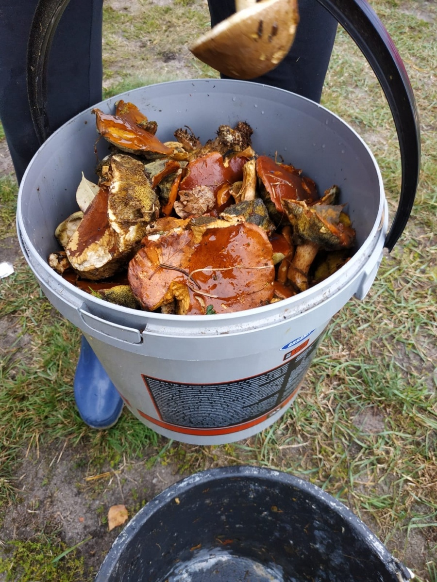 Zdjęcie w galerii na portalu naszraciborz.pl: Racibórz-Kuźnia Raciborska. Znamy nowych mistrzów grzybobrania wiadomości z regionu
