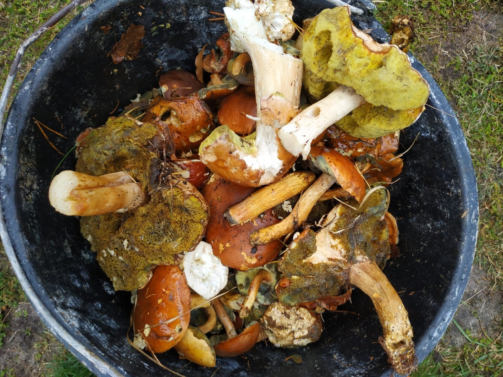 Zdjęcie w galerii na portalu naszraciborz.pl: Racibórz-Kuźnia Raciborska. Znamy nowych mistrzów grzybobrania wiadomości z regionu