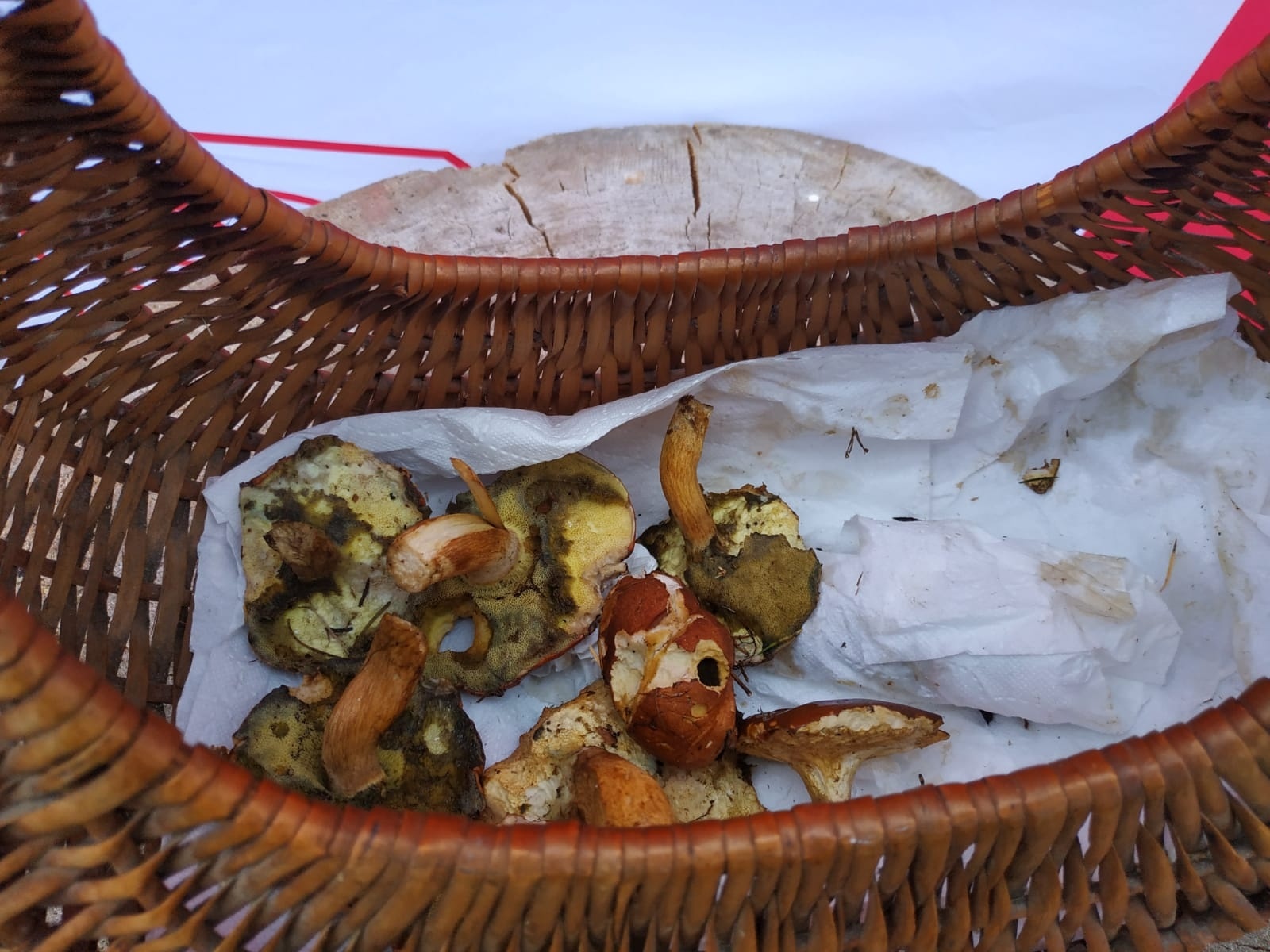 Zdjęcie w galerii na portalu naszraciborz.pl: Racibórz-Kuźnia Raciborska. Znamy nowych mistrzów grzybobrania wiadomości z regionu