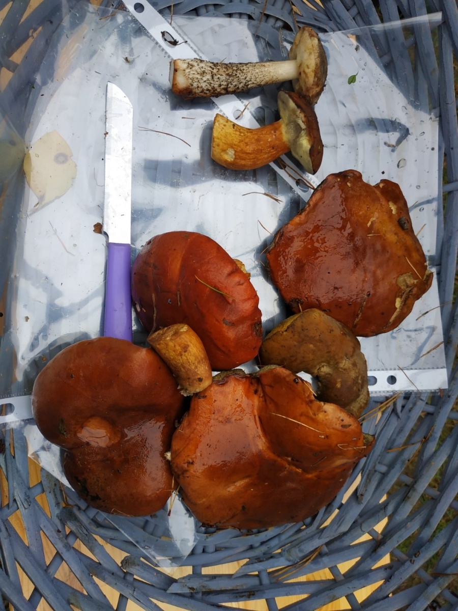 Zdjęcie w galerii na portalu naszraciborz.pl: Racibórz-Kuźnia Raciborska. Znamy nowych mistrzów grzybobrania wiadomości z regionu