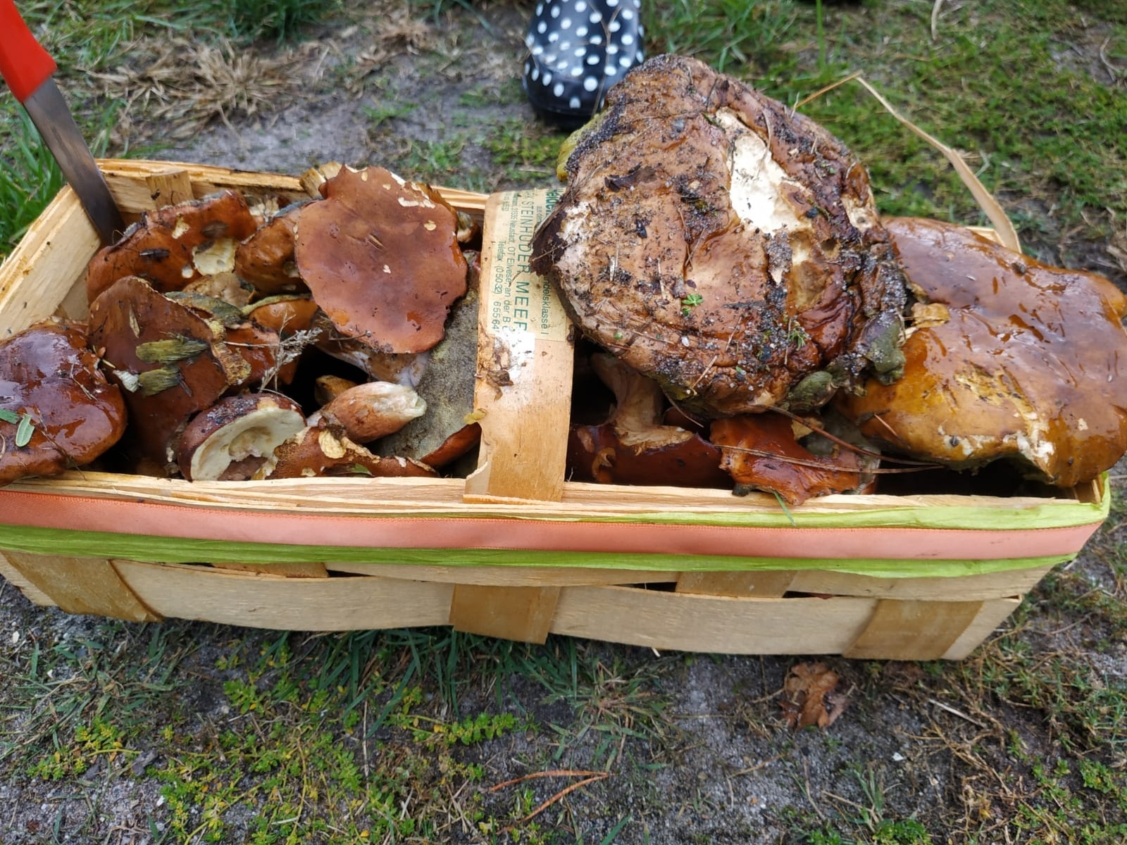 Zdjęcie w galerii na portalu naszraciborz.pl: Racibórz-Kuźnia Raciborska. Znamy nowych mistrzów grzybobrania wiadomości z regionu