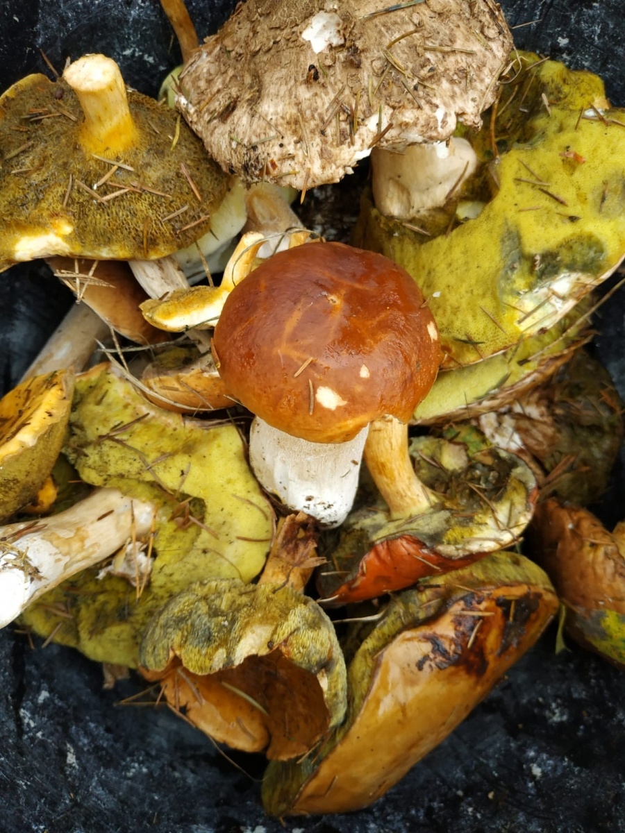 Zdjęcie w galerii na portalu naszraciborz.pl: Racibórz-Kuźnia Raciborska. Znamy nowych mistrzów grzybobrania wiadomości z regionu