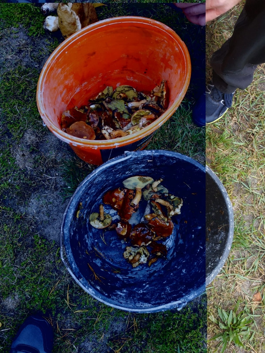 Zdjęcie w galerii na portalu naszraciborz.pl: Racibórz-Kuźnia Raciborska. Znamy nowych mistrzów grzybobrania wiadomości z regionu