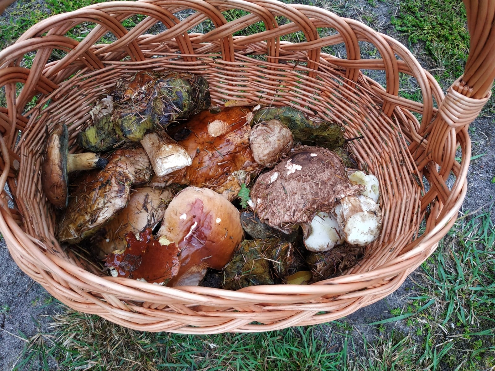 Zdjęcie w galerii na portalu naszraciborz.pl: Racibórz-Kuźnia Raciborska. Znamy nowych mistrzów grzybobrania wiadomości z regionu