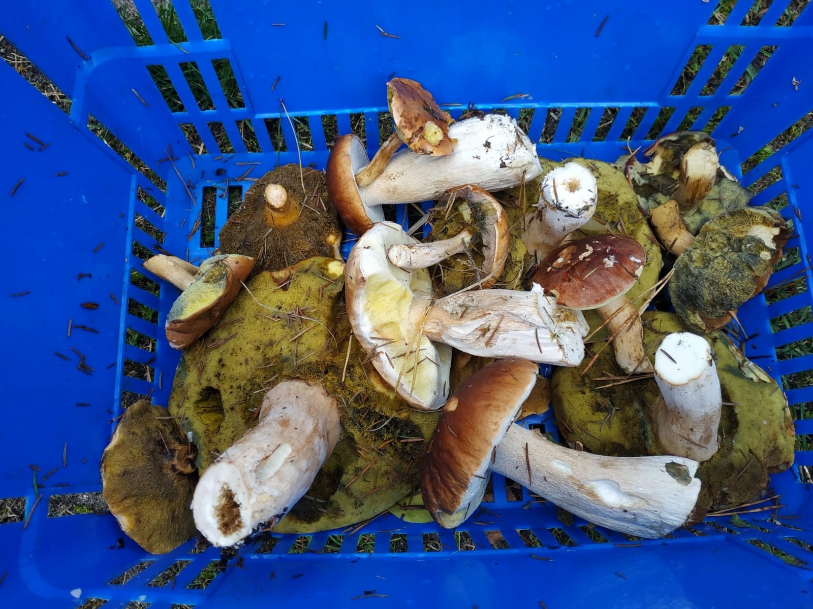 Zdjęcie w galerii na portalu naszraciborz.pl: Racibórz-Kuźnia Raciborska. Znamy nowych mistrzów grzybobrania wiadomości z regionu