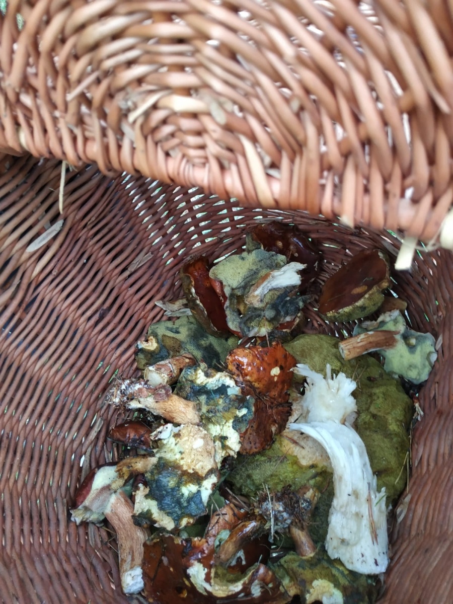 Zdjęcie w galerii na portalu naszraciborz.pl: Racibórz-Kuźnia Raciborska. Znamy nowych mistrzów grzybobrania wiadomości z regionu