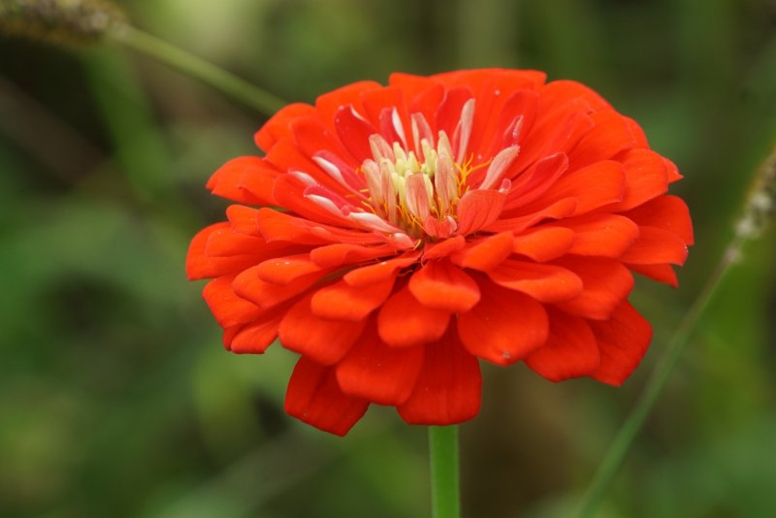 Zdjęcie w galerii na portalu naszraciborz.pl: Coraz więcej łąk miejskich w krajobrazie Raciborza wiadomości z regionu