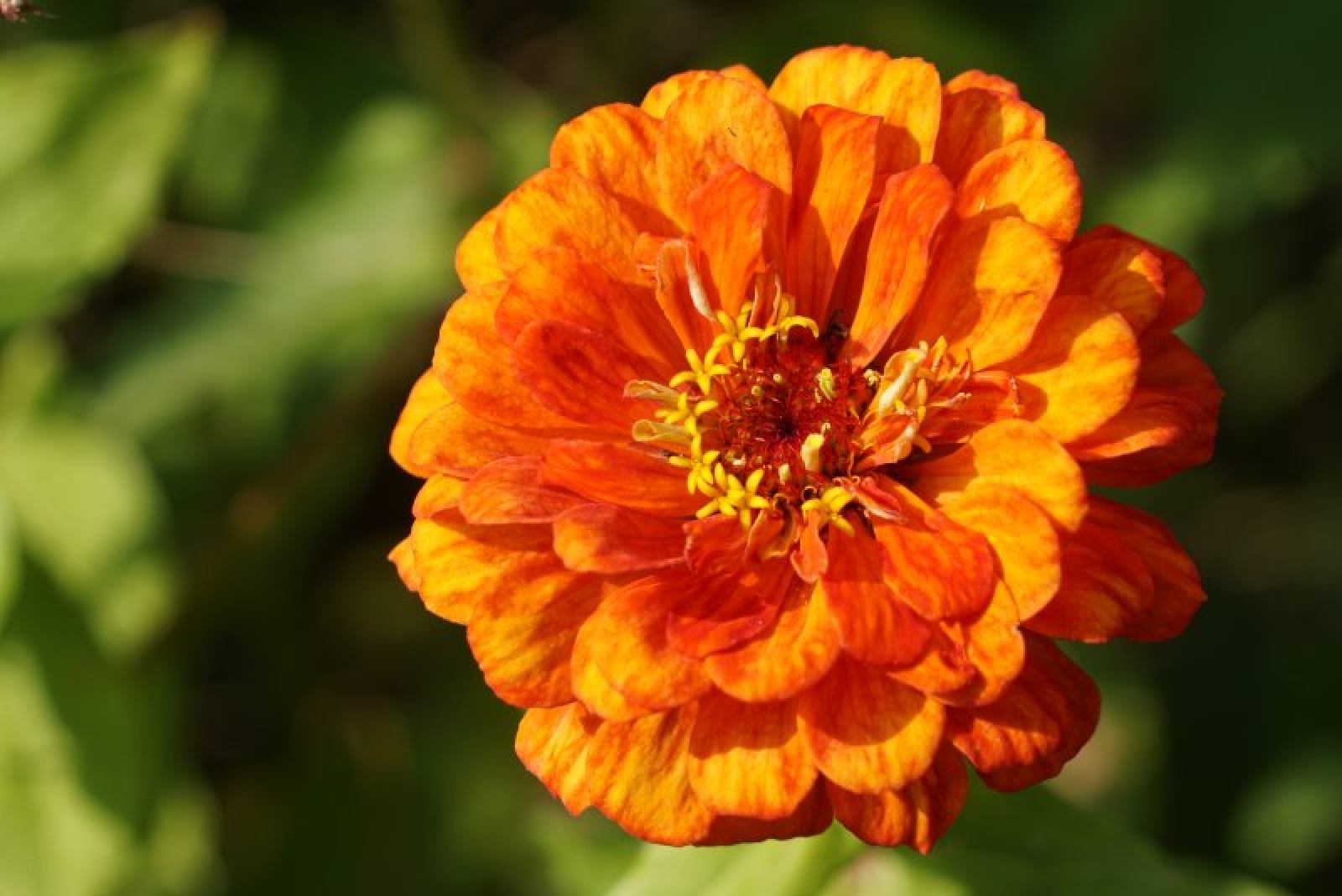 Zdjęcie w galerii na portalu naszraciborz.pl: Coraz więcej łąk miejskich w krajobrazie Raciborza wiadomości z regionu