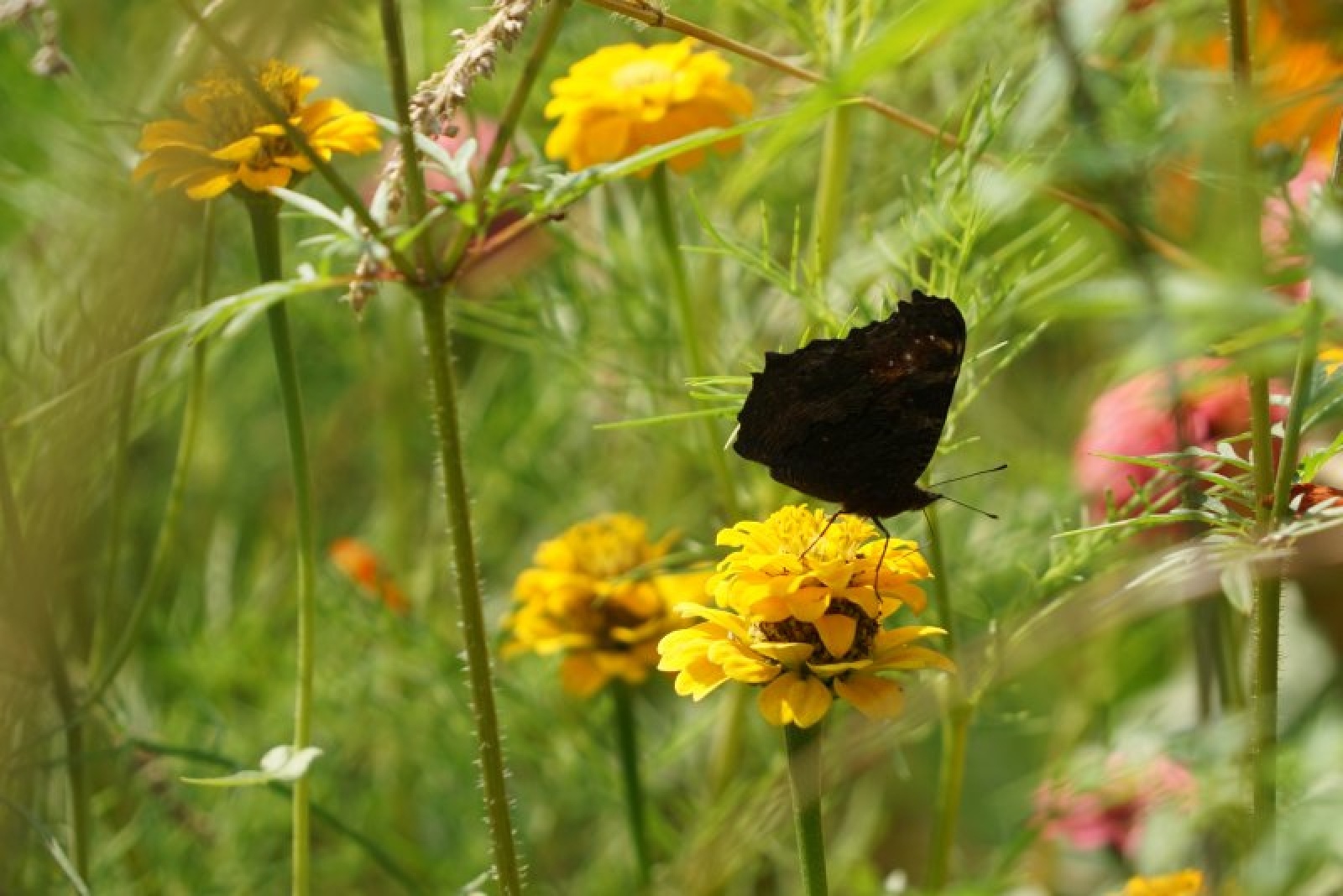 Zdjęcie w galerii na portalu naszraciborz.pl: Coraz więcej łąk miejskich w krajobrazie Raciborza wiadomości z regionu