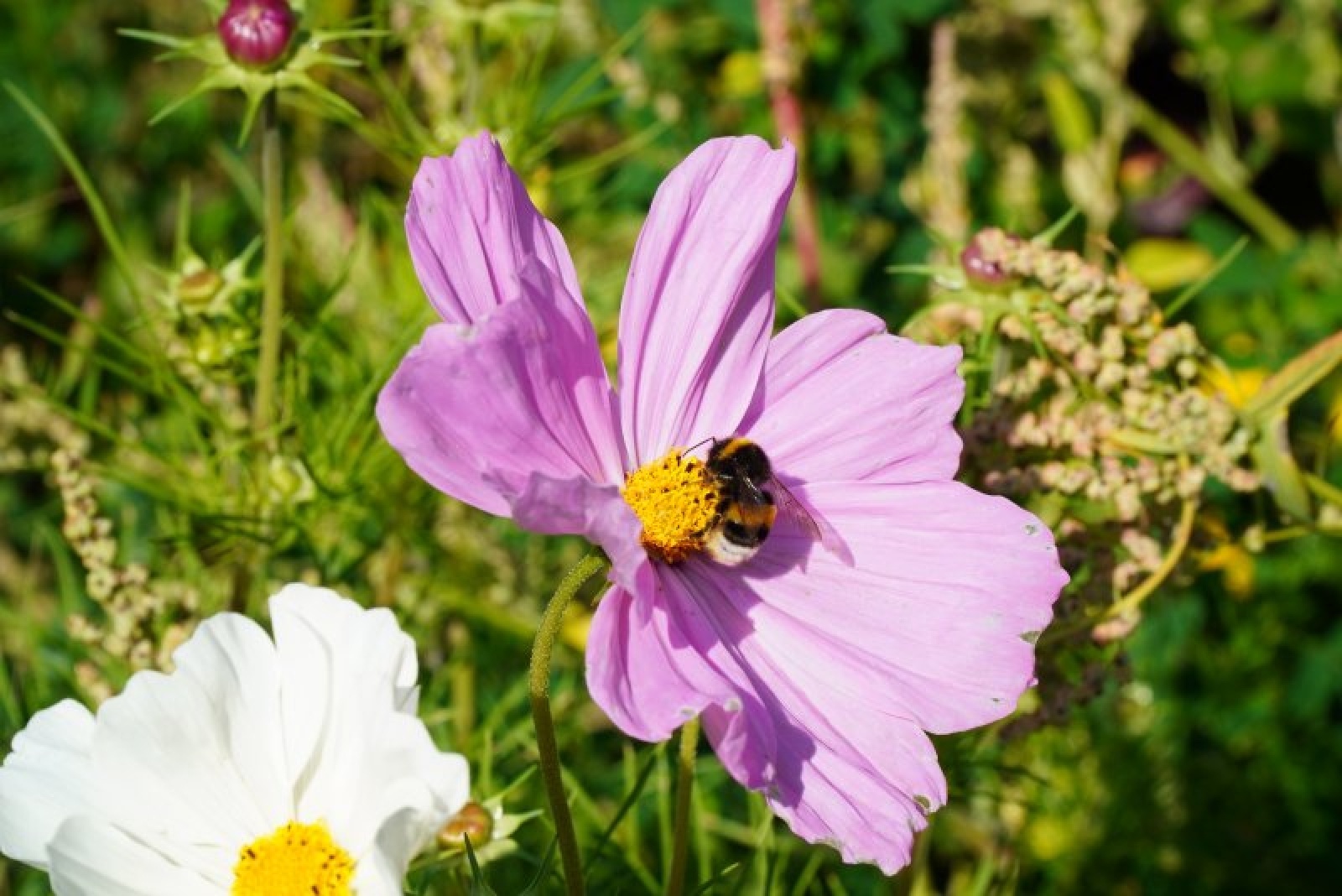 Zdjęcie w galerii na portalu naszraciborz.pl: Coraz więcej łąk miejskich w krajobrazie Raciborza wiadomości z regionu