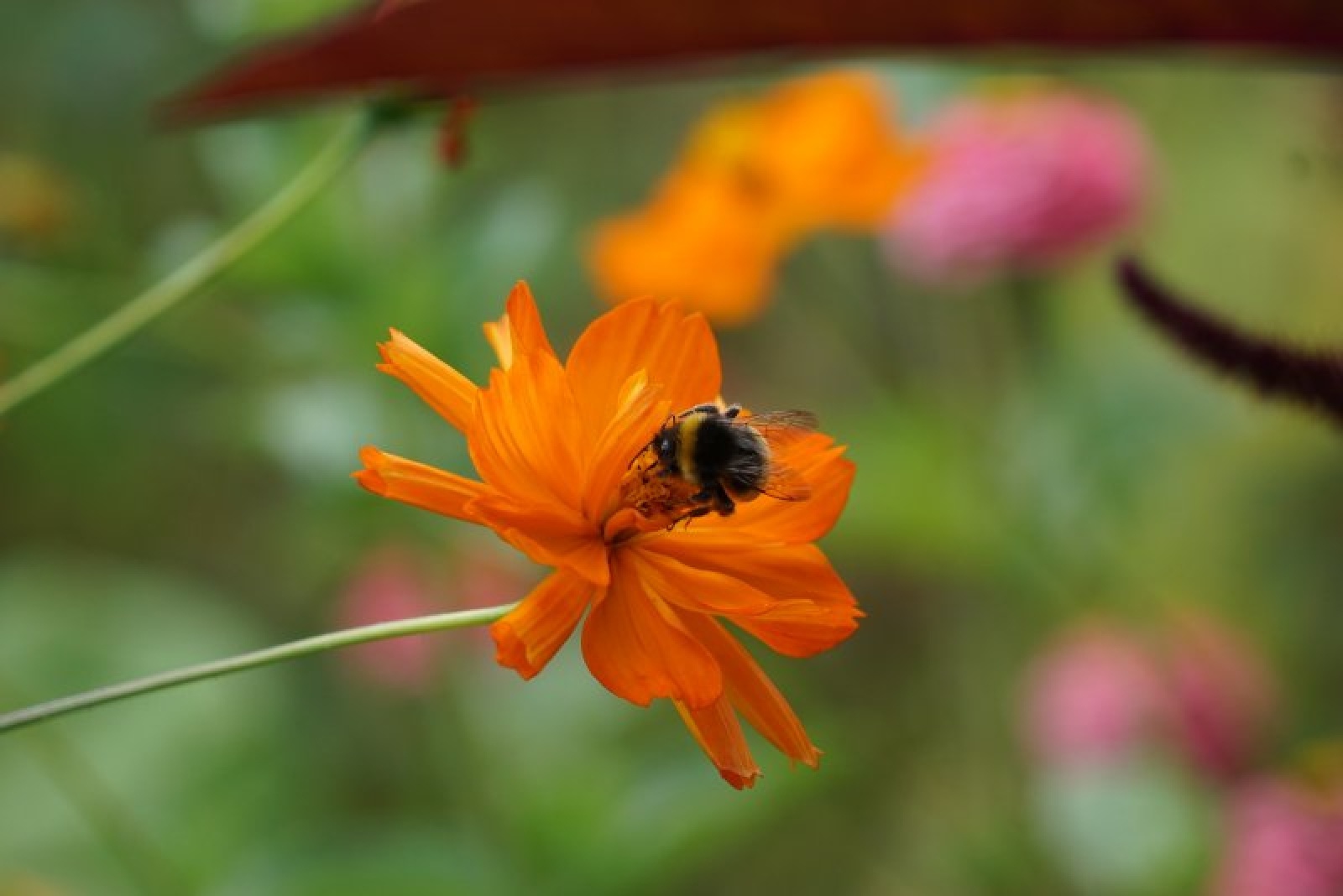Zdjęcie w galerii na portalu naszraciborz.pl: Coraz więcej łąk miejskich w krajobrazie Raciborza wiadomości z regionu