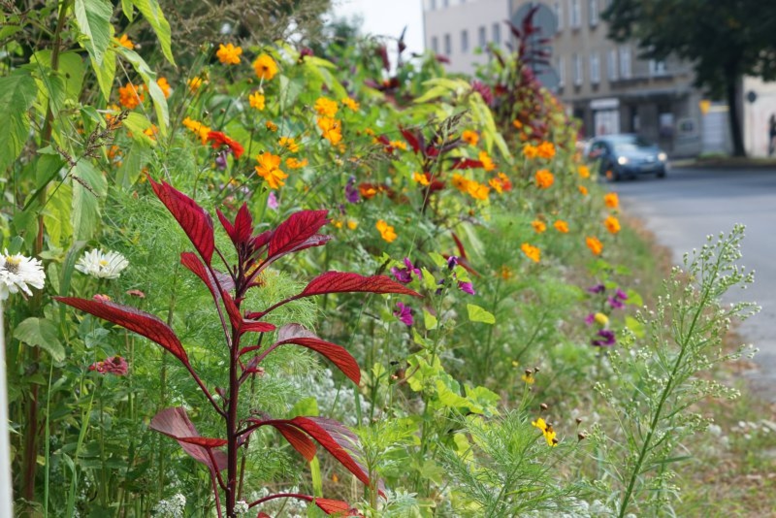 Zdjęcie w galerii na portalu naszraciborz.pl: Coraz więcej łąk miejskich w krajobrazie Raciborza wiadomości z regionu