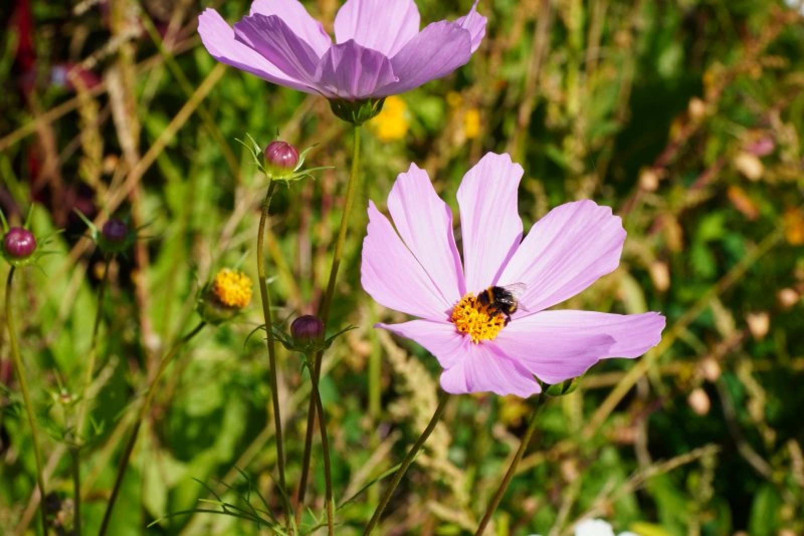 Zdjęcie w galerii na portalu naszraciborz.pl: Coraz więcej łąk miejskich w krajobrazie Raciborza wiadomości z regionu