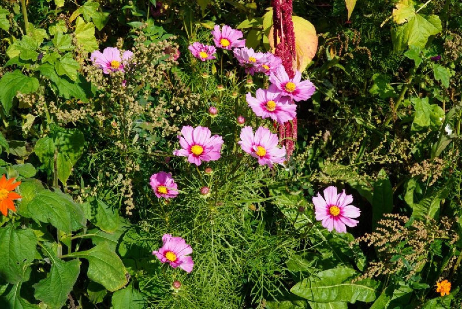 Zdjęcie w galerii na portalu naszraciborz.pl: Coraz więcej łąk miejskich w krajobrazie Raciborza wiadomości z regionu