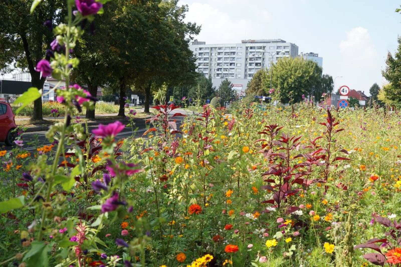Zdjęcie w galerii na portalu naszraciborz.pl: Coraz więcej łąk miejskich w krajobrazie Raciborza wiadomości z regionu
