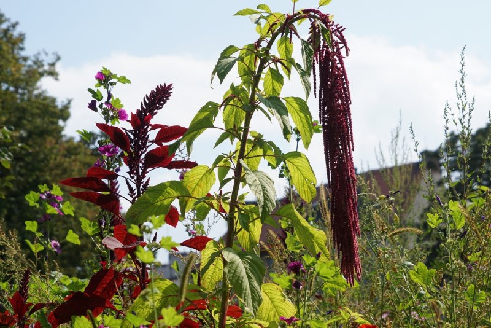 Zdjęcie w galerii na portalu naszraciborz.pl: Coraz więcej łąk miejskich w krajobrazie Raciborza wiadomości z regionu