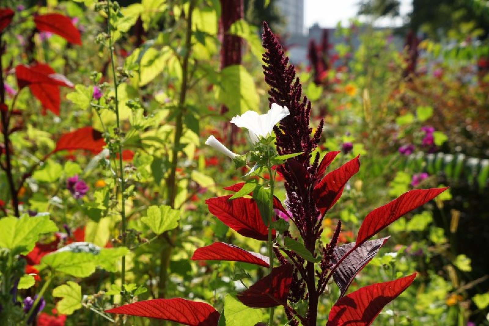 Zdjęcie w galerii na portalu naszraciborz.pl: Coraz więcej łąk miejskich w krajobrazie Raciborza wiadomości z regionu