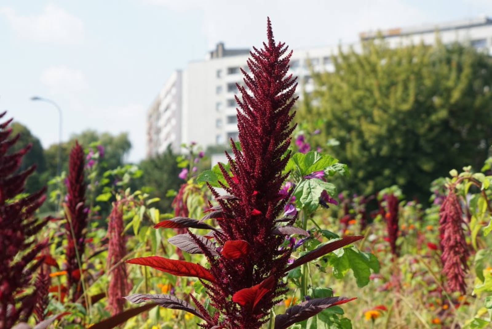 Zdjęcie w galerii na portalu naszraciborz.pl: Coraz więcej łąk miejskich w krajobrazie Raciborza wiadomości z regionu