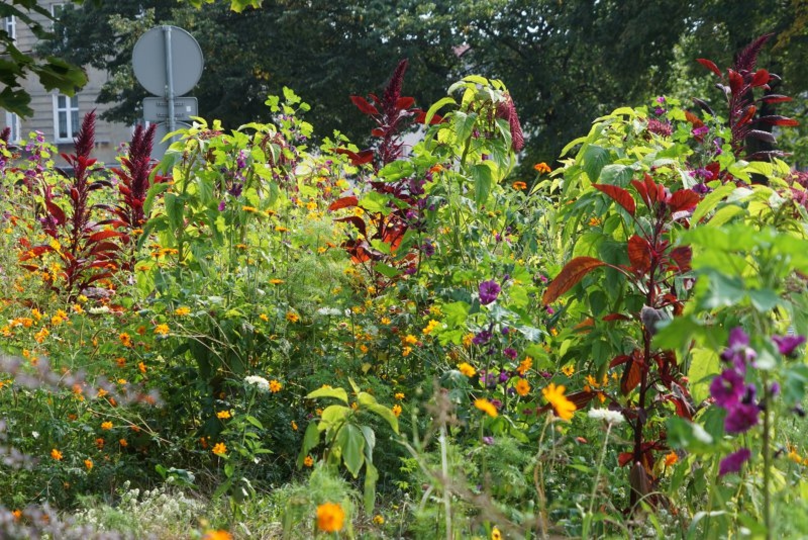 Zdjęcie w galerii na portalu naszraciborz.pl: Coraz więcej łąk miejskich w krajobrazie Raciborza wiadomości z regionu