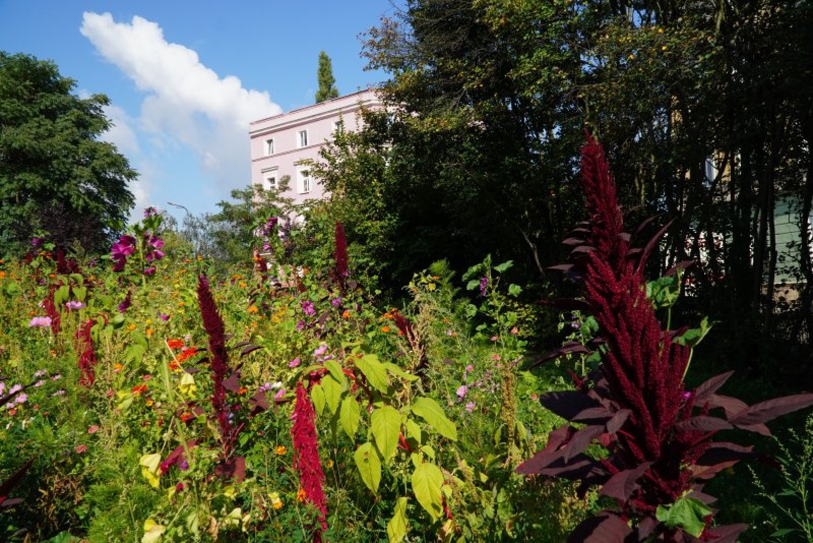 Zdjęcie w galerii na portalu naszraciborz.pl: Coraz więcej łąk miejskich w krajobrazie Raciborza wiadomości z regionu