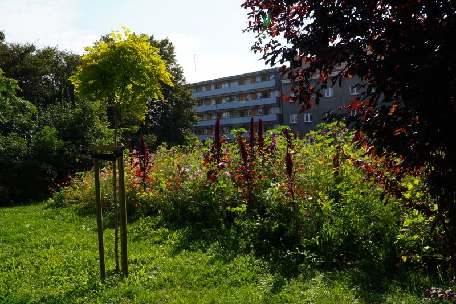 Zdjęcie w galerii na portalu naszraciborz.pl: Coraz więcej łąk miejskich w krajobrazie Raciborza wiadomości z regionu