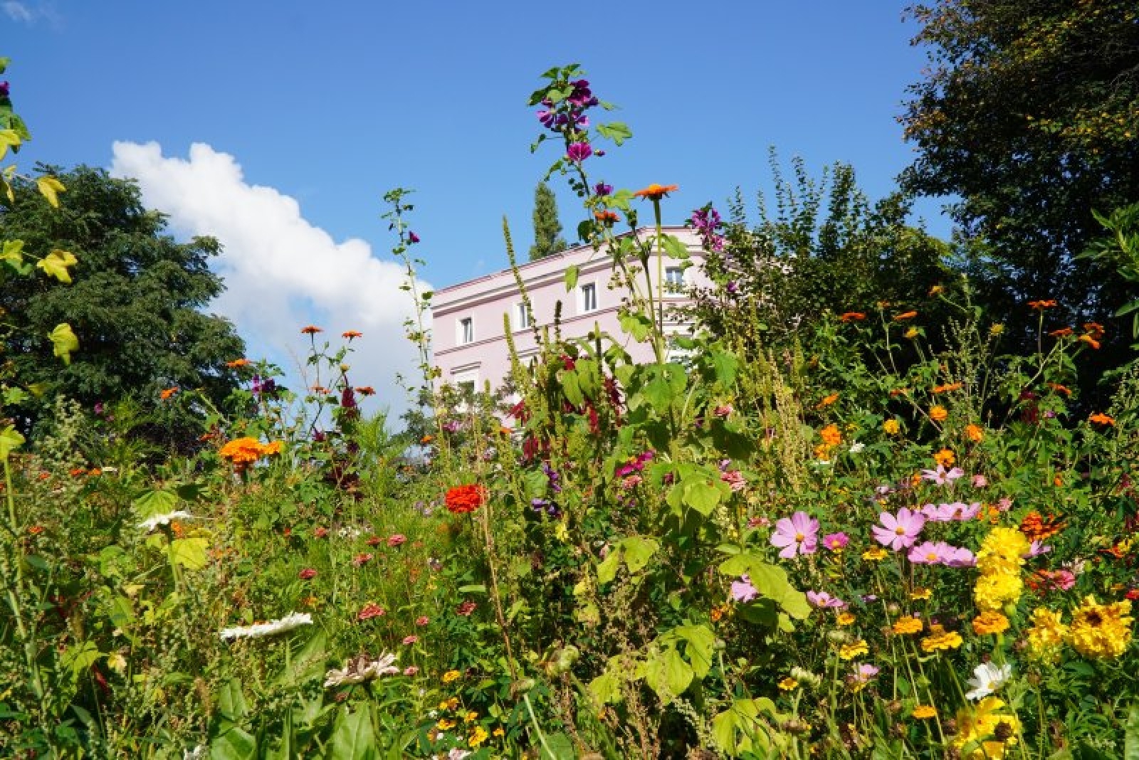 Zdjęcie w galerii na portalu naszraciborz.pl: Coraz więcej łąk miejskich w krajobrazie Raciborza wiadomości z regionu