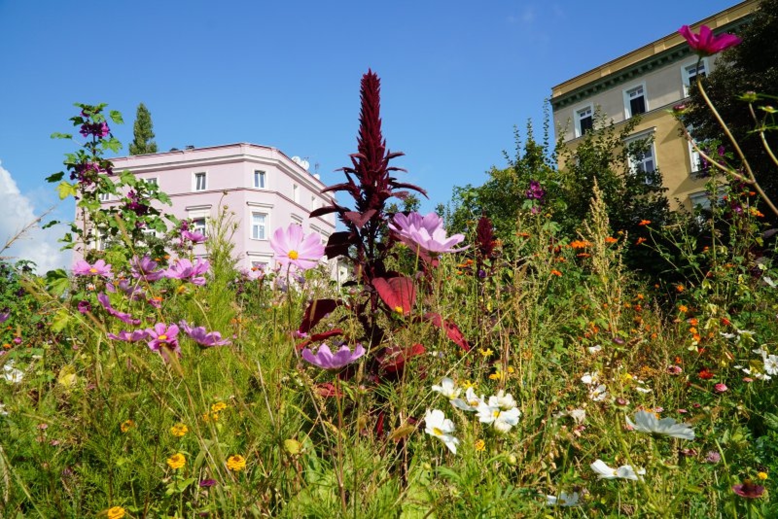 Zdjęcie w galerii na portalu naszraciborz.pl: Coraz więcej łąk miejskich w krajobrazie Raciborza wiadomości z regionu