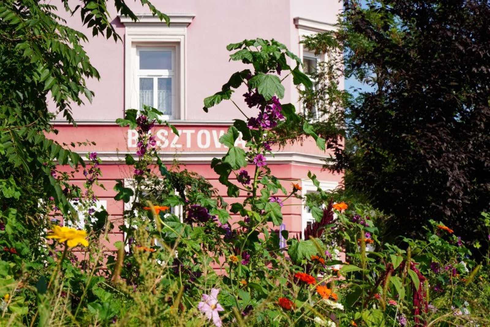 Zdjęcie w galerii na portalu naszraciborz.pl: Coraz więcej łąk miejskich w krajobrazie Raciborza wiadomości z regionu