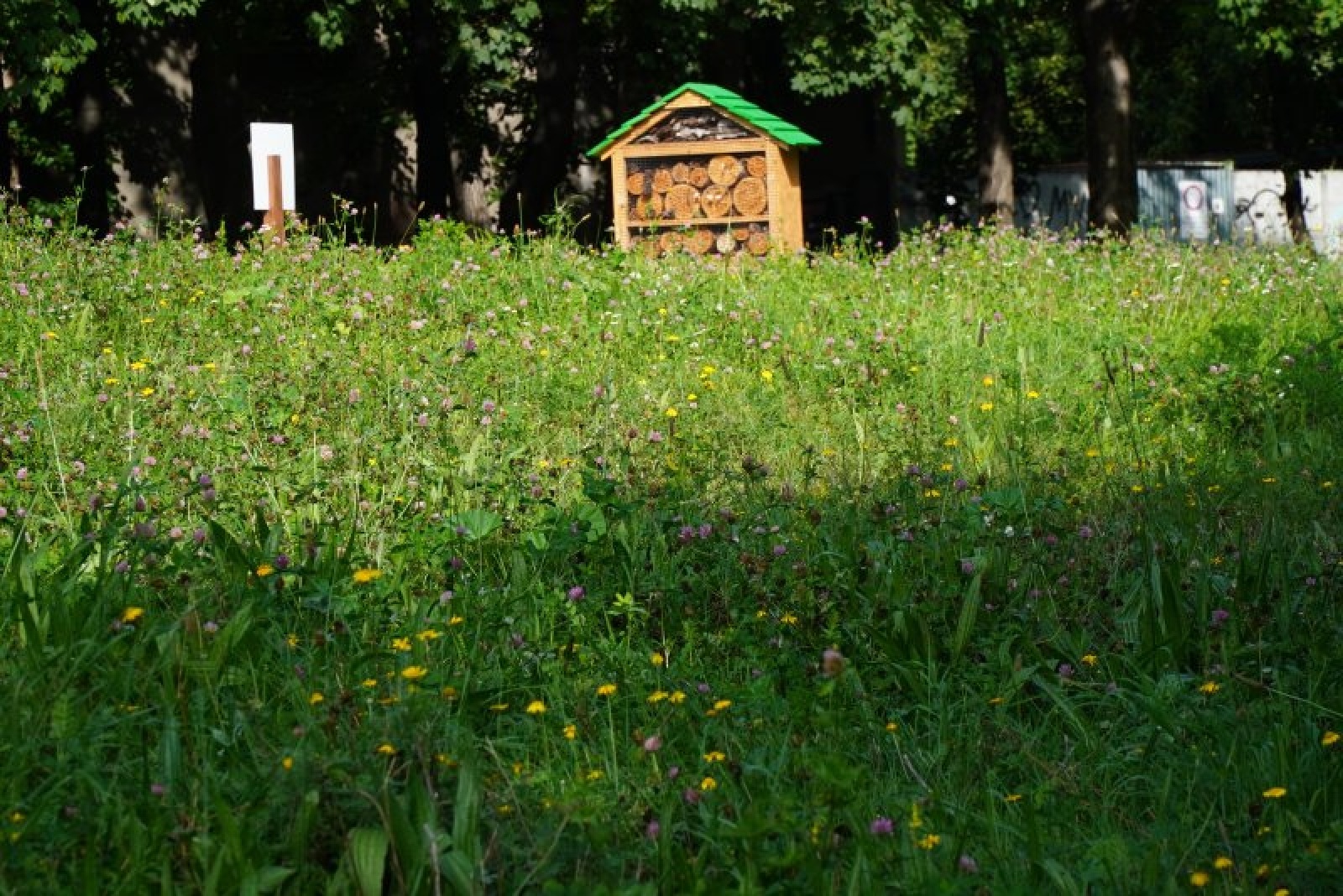 Zdjęcie w galerii na portalu naszraciborz.pl: Coraz więcej łąk miejskich w krajobrazie Raciborza wiadomości z regionu