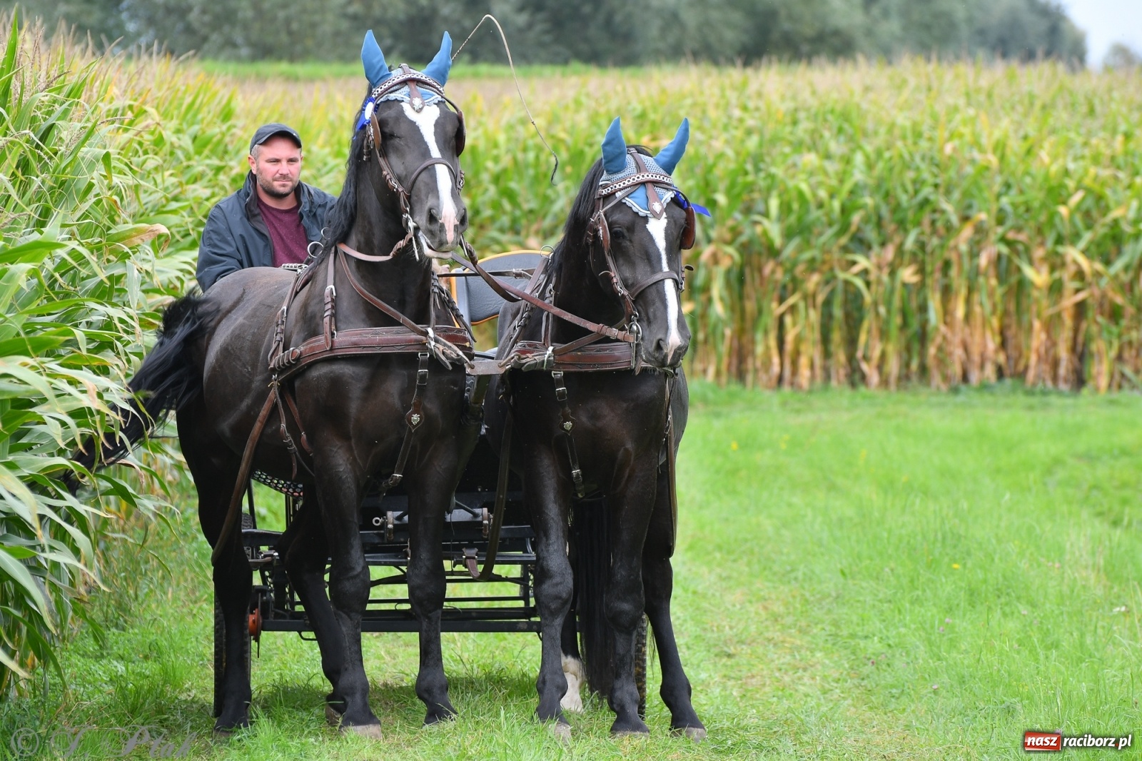 Zdjęcie w galerii na portalu naszraciborz.pl: Raciborski Hubertus 2021. Parada przez Ostróg i dwie gonitwy za lisem [FOTO i WIDEO] wiadomości z regionu
