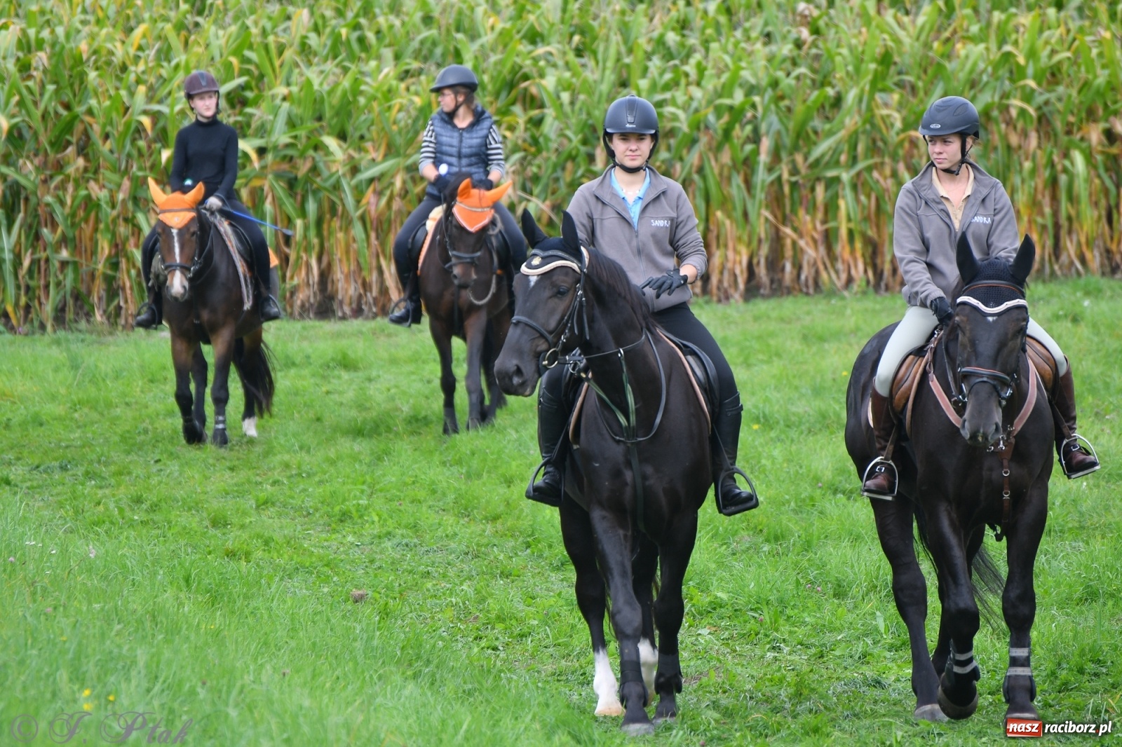 Zdjęcie w galerii na portalu naszraciborz.pl: Raciborski Hubertus 2021. Parada przez Ostróg i dwie gonitwy za lisem [FOTO i WIDEO] wiadomości z regionu