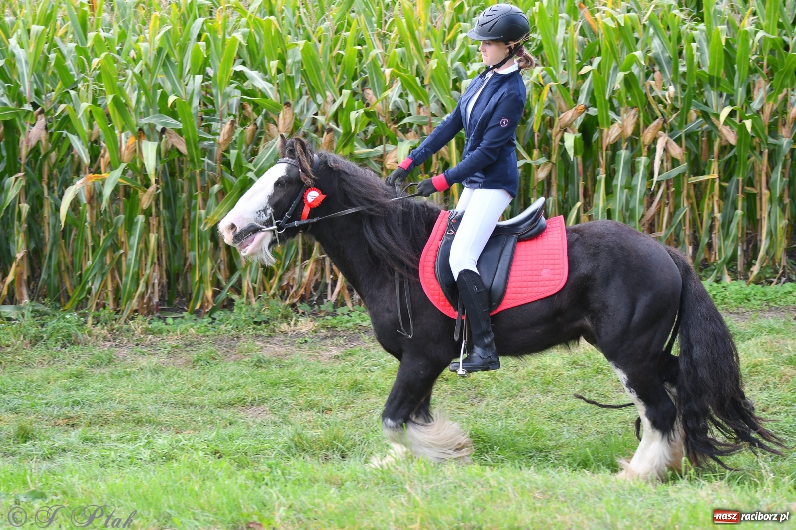 Zdjęcie w galerii na portalu naszraciborz.pl: Raciborski Hubertus 2021. Parada przez Ostróg i dwie gonitwy za lisem [FOTO i WIDEO] wiadomości z regionu