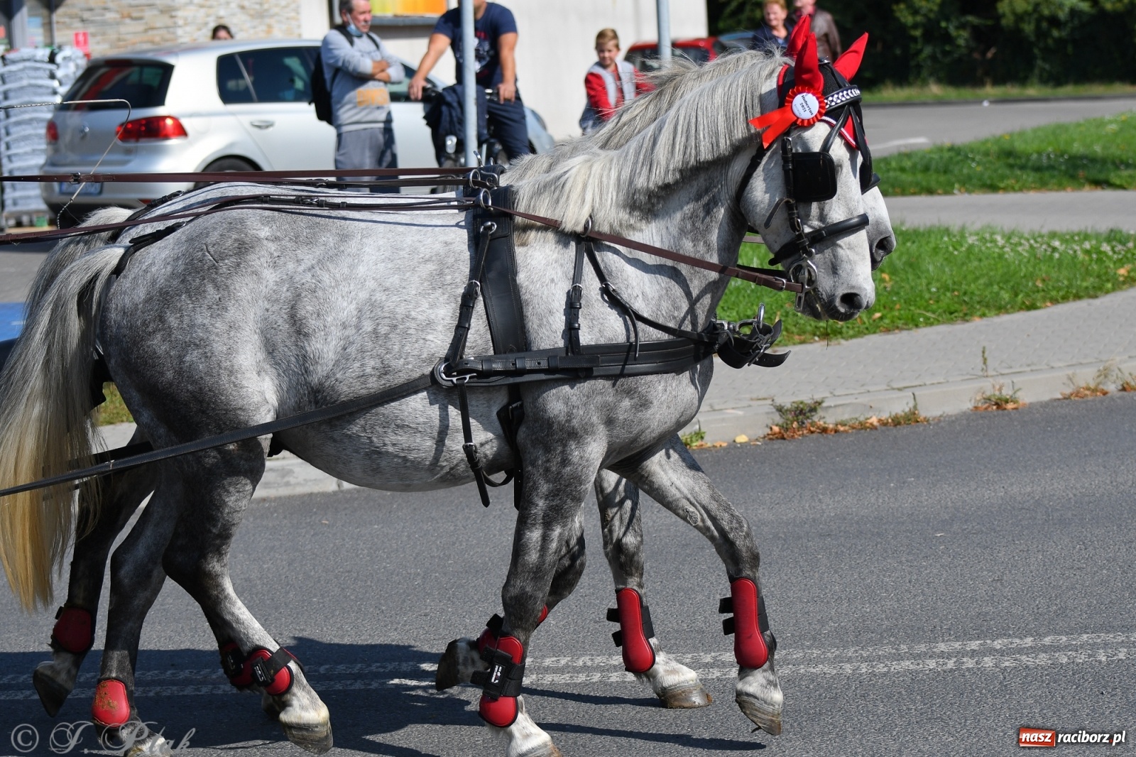 Zdjęcie w galerii na portalu naszraciborz.pl: Raciborski Hubertus 2021. Parada przez Ostróg i dwie gonitwy za lisem [FOTO i WIDEO] wiadomości z regionu
