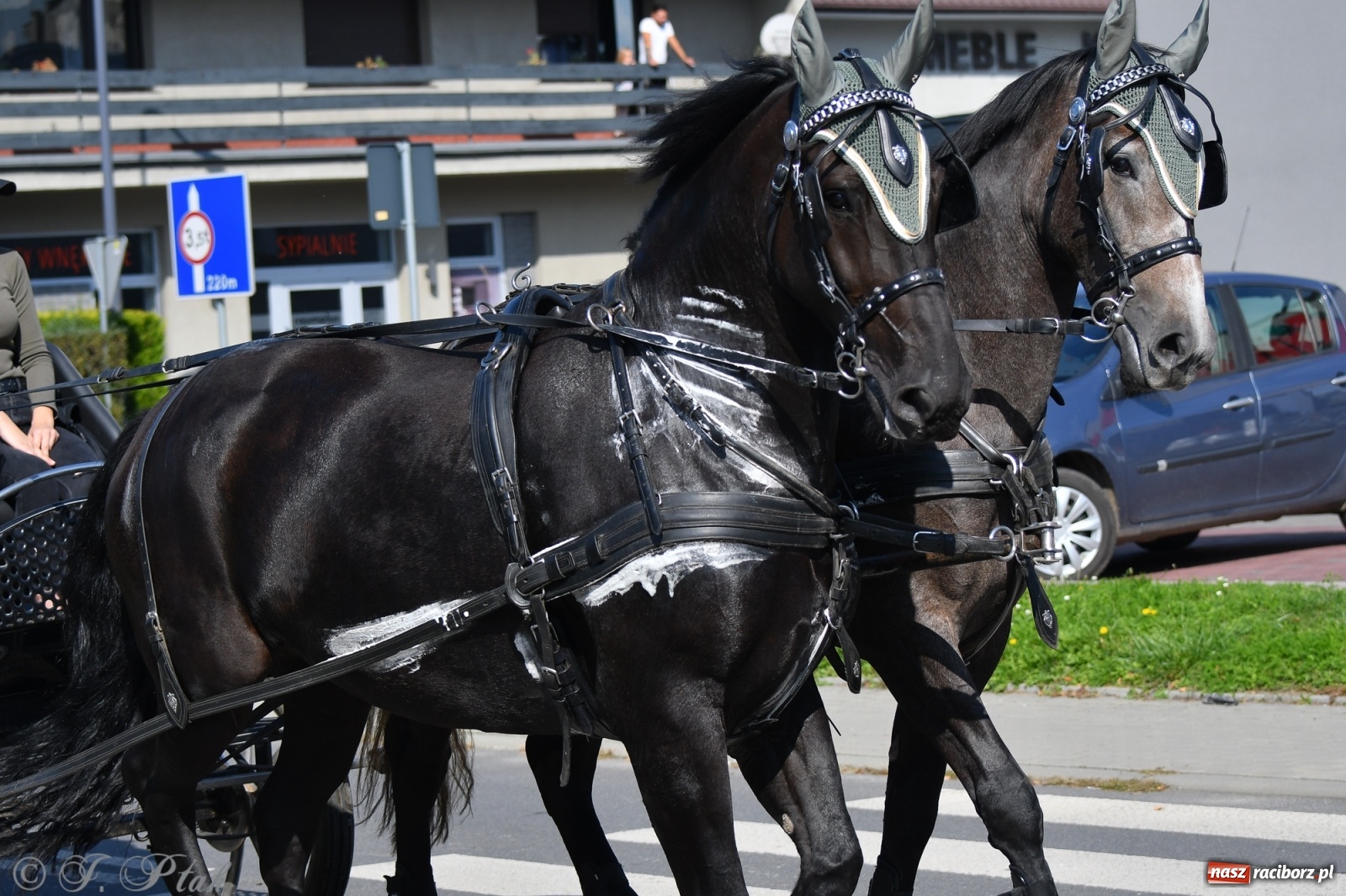 Zdjęcie w galerii na portalu naszraciborz.pl: Raciborski Hubertus 2021. Parada przez Ostróg i dwie gonitwy za lisem [FOTO i WIDEO] wiadomości z regionu