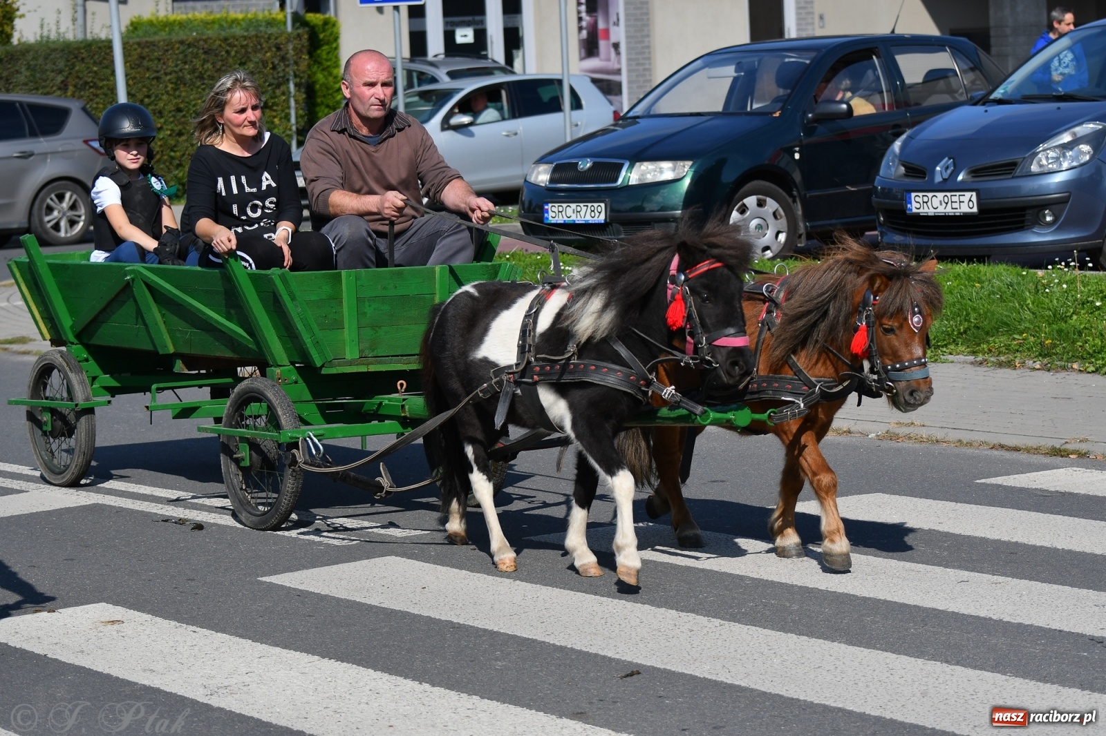 Zdjęcie w galerii na portalu naszraciborz.pl: Raciborski Hubertus 2021. Parada przez Ostróg i dwie gonitwy za lisem [FOTO i WIDEO] wiadomości z regionu