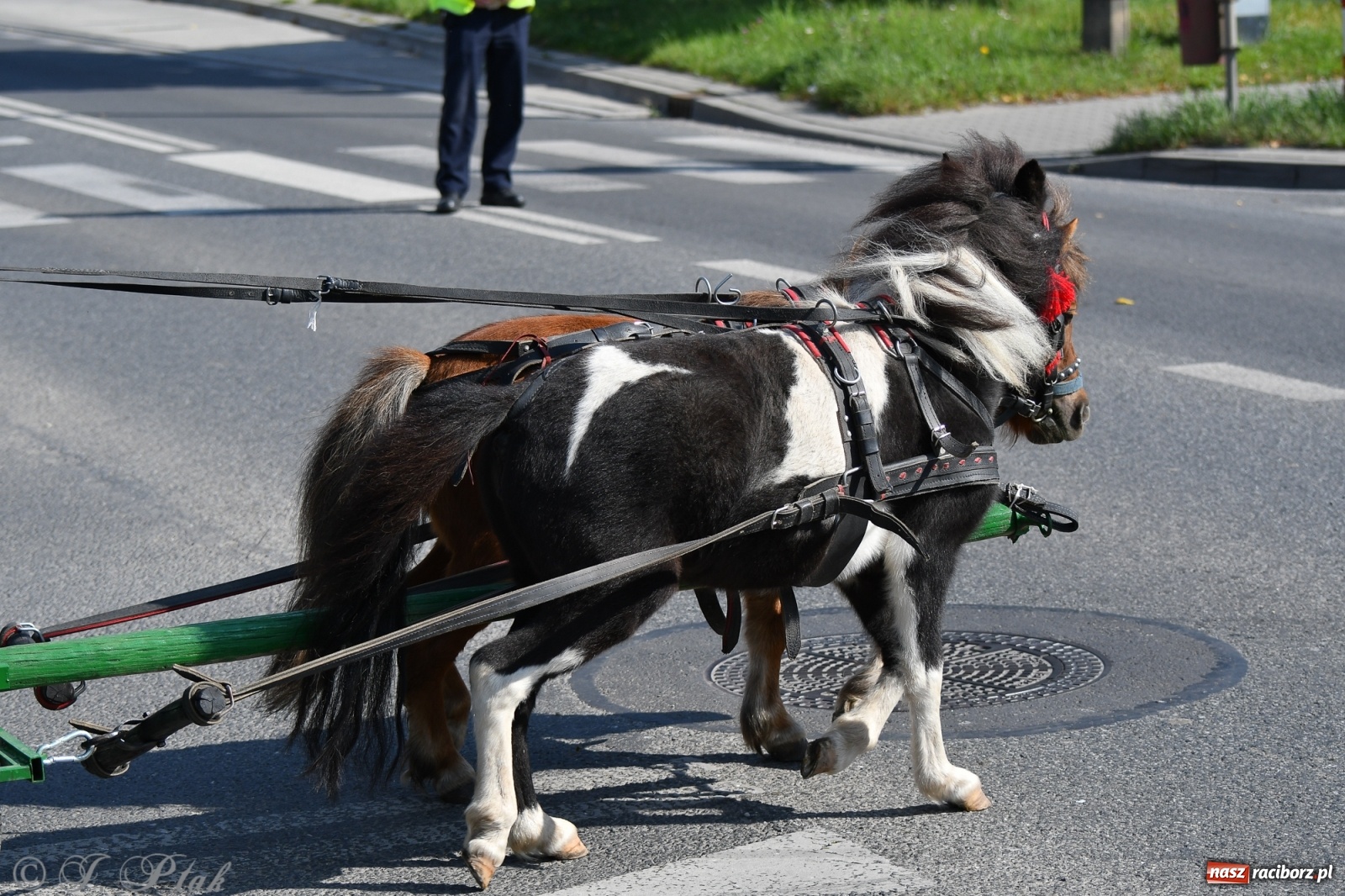 Zdjęcie w galerii na portalu naszraciborz.pl: Raciborski Hubertus 2021. Parada przez Ostróg i dwie gonitwy za lisem [FOTO i WIDEO] wiadomości z regionu