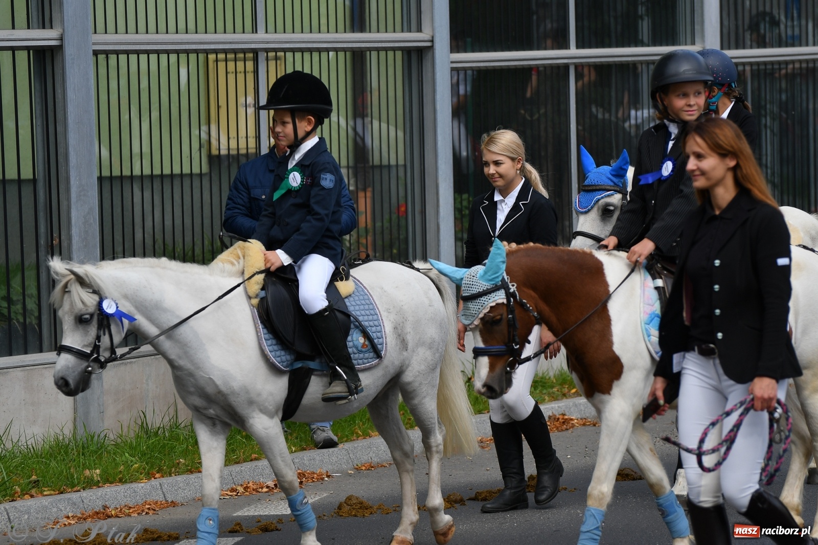 Zdjęcie w galerii na portalu naszraciborz.pl: Raciborski Hubertus 2021. Parada przez Ostróg i dwie gonitwy za lisem [FOTO i WIDEO] wiadomości z regionu