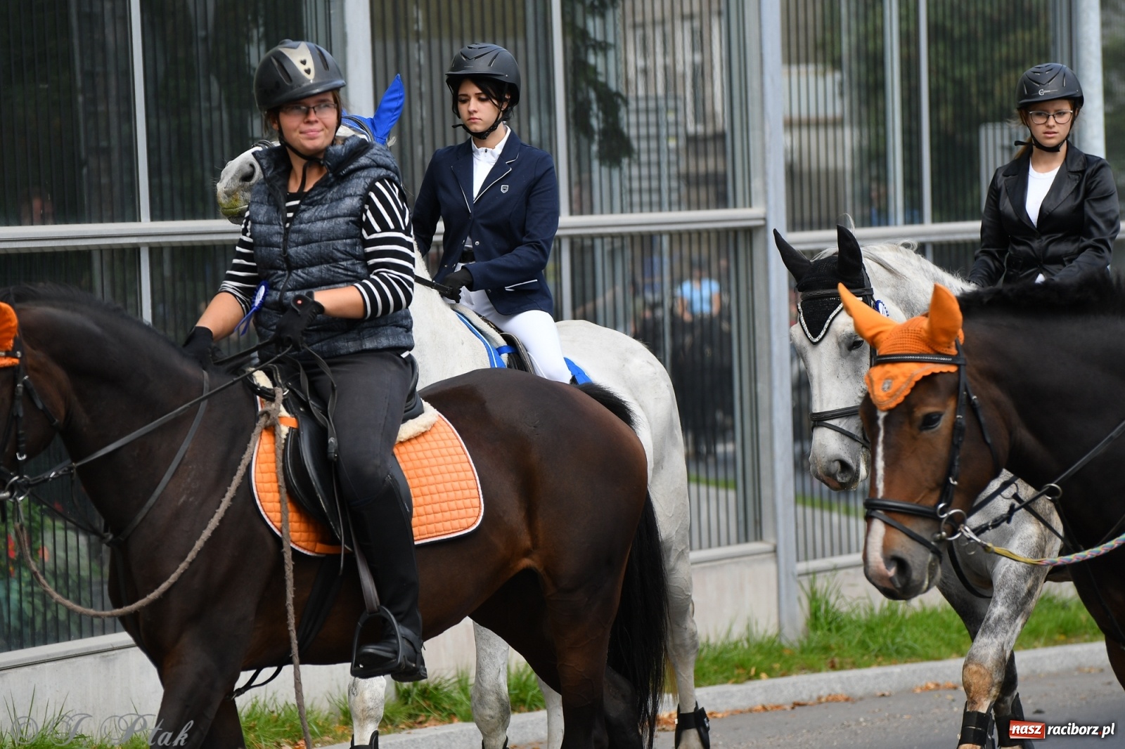 Zdjęcie w galerii na portalu naszraciborz.pl: Raciborski Hubertus 2021. Parada przez Ostróg i dwie gonitwy za lisem [FOTO i WIDEO] wiadomości z regionu