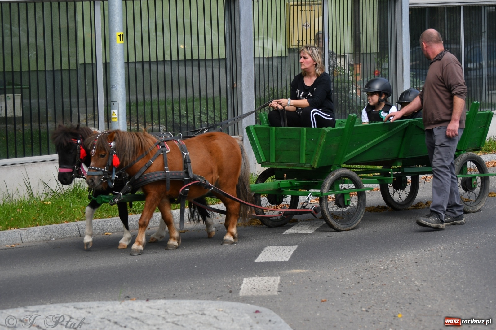Zdjęcie w galerii na portalu naszraciborz.pl: Raciborski Hubertus 2021. Parada przez Ostróg i dwie gonitwy za lisem [FOTO i WIDEO] wiadomości z regionu