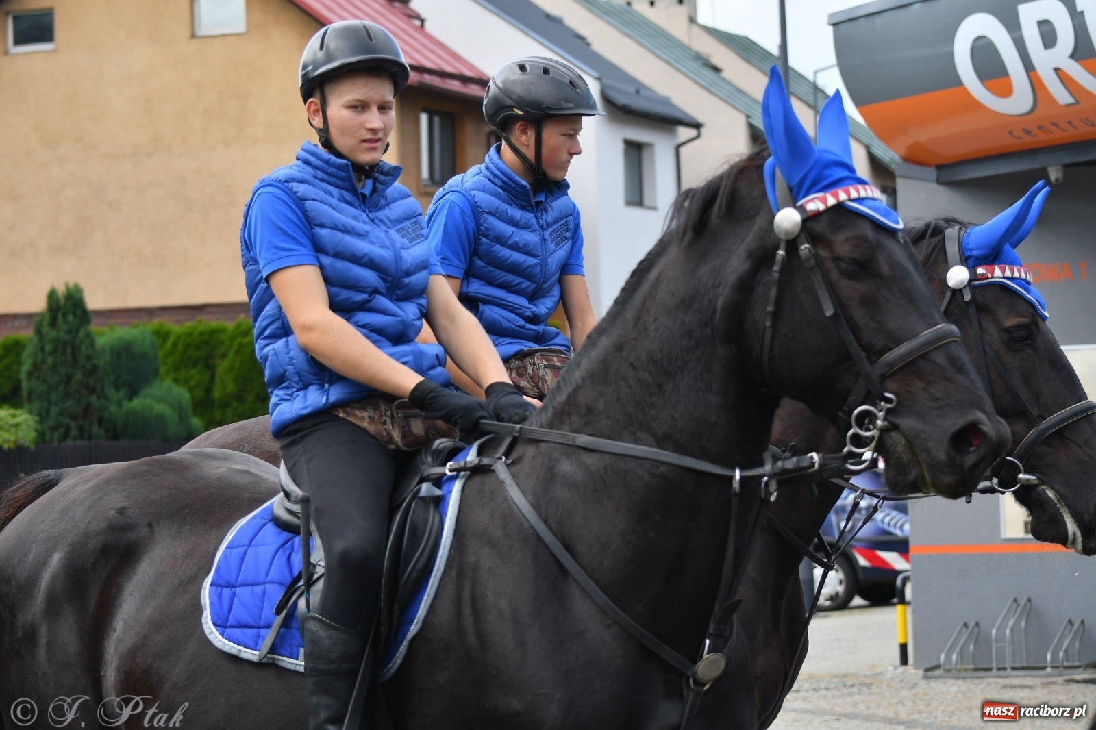 Zdjęcie w galerii na portalu naszraciborz.pl: Raciborski Hubertus 2021. Parada przez Ostróg i dwie gonitwy za lisem [FOTO i WIDEO] wiadomości z regionu
