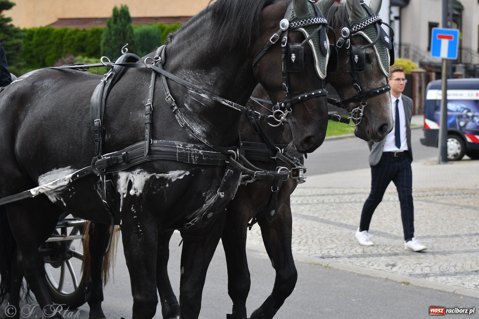 Zdjęcie w galerii na portalu naszraciborz.pl: Raciborski Hubertus 2021. Parada przez Ostróg i dwie gonitwy za lisem [FOTO i WIDEO] wiadomości z regionu