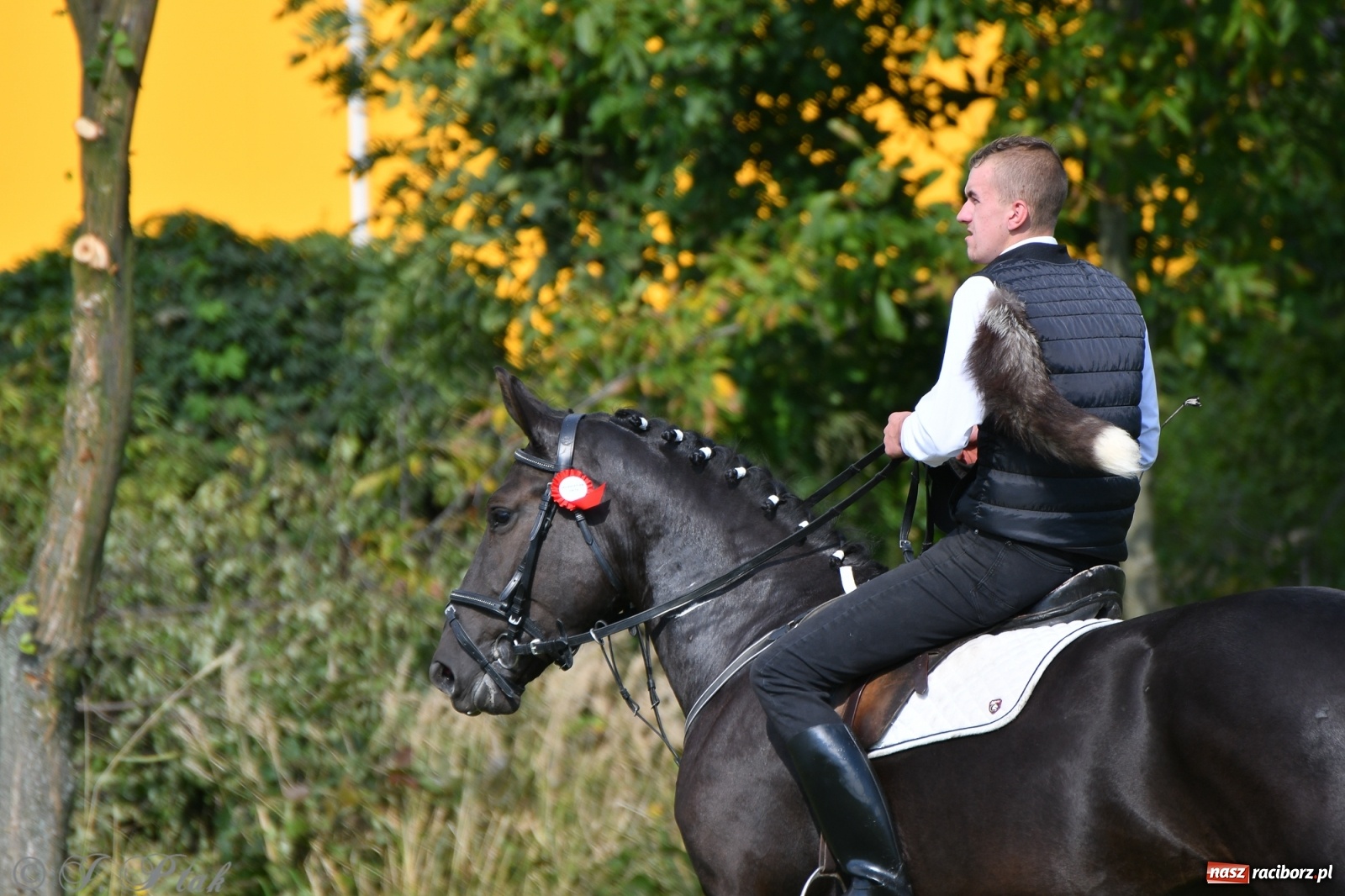 Zdjęcie w galerii na portalu naszraciborz.pl: Raciborski Hubertus 2021. Parada przez Ostróg i dwie gonitwy za lisem [FOTO i WIDEO] wiadomości z regionu