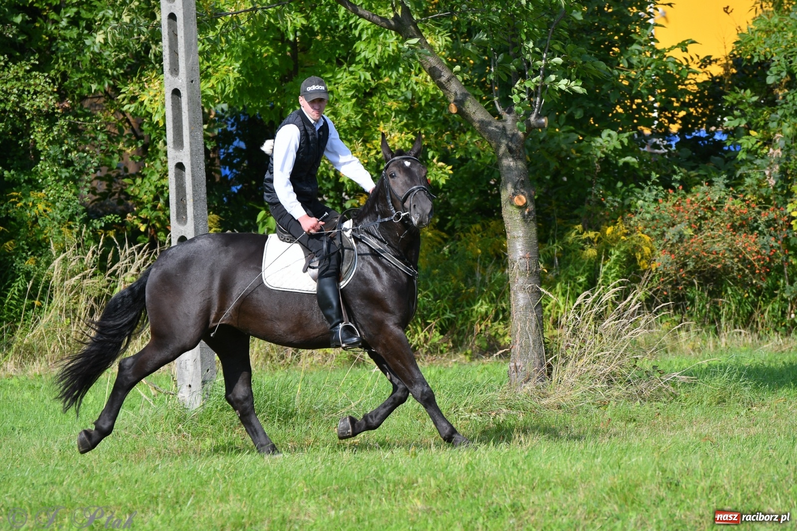 Zdjęcie w galerii na portalu naszraciborz.pl: Raciborski Hubertus 2021. Parada przez Ostróg i dwie gonitwy za lisem [FOTO i WIDEO] wiadomości z regionu