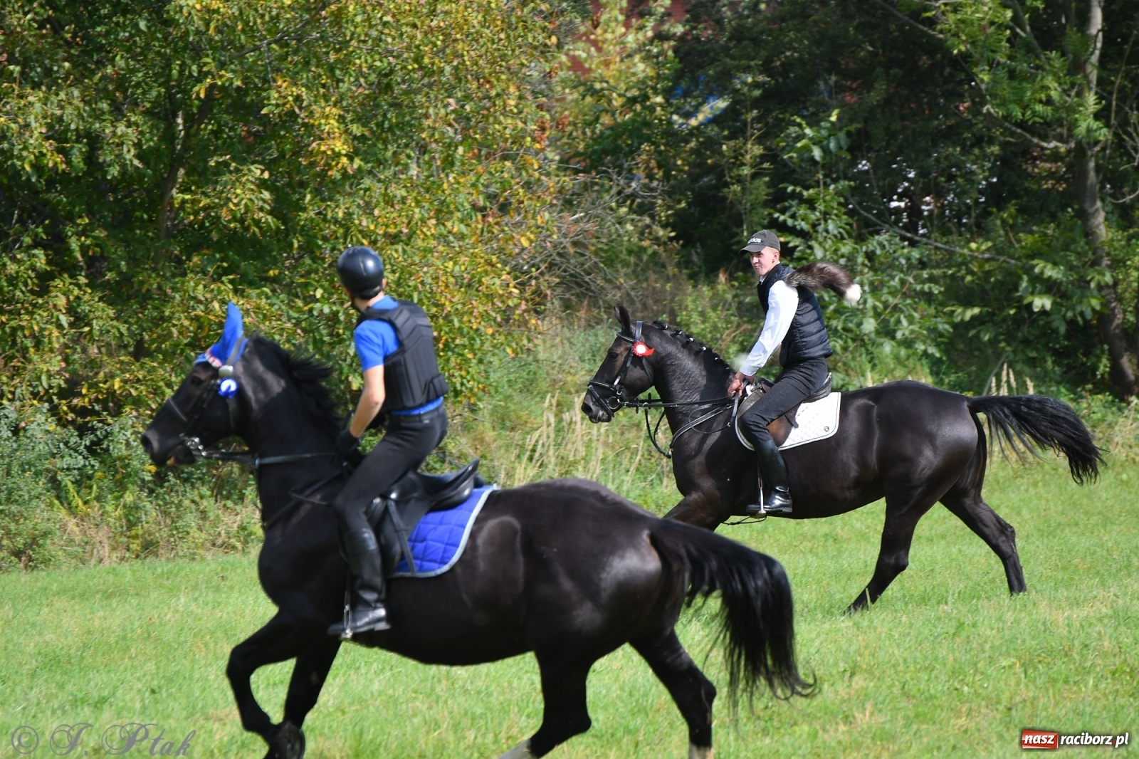 Zdjęcie w galerii na portalu naszraciborz.pl: Raciborski Hubertus 2021. Parada przez Ostróg i dwie gonitwy za lisem [FOTO i WIDEO] wiadomości z regionu
